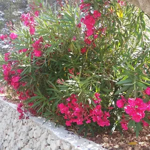 Cala Galdana Beach Appartamento